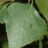 Betula pendula (=alba/verrucosa)
