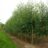 Betula pubescens