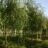Betula pend. 'Youngii'