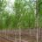 Betula pend. 'Zwitsers Glory'