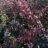Berberis thunb. 'Atropurpurea'