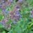 Borago officinalis