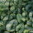 Brunnera macr. 'Alexander's Great'