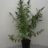 Buddleja 'Argus White'®