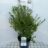 Buxus betterbuxus® 'Babylon Beauty'