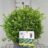 Buxus betterbuxus® 'Babylon Beauty'