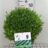 Buxus betterbuxus® 'Renaissance'