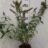 Buddleja dav. 'Reve de Papillon White'®