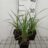 Carex acuta (= gracilis)