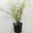 Calamagrostis arundinacea (=anemanthele/stipa ar)