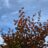 Carpinus bet. 'Rockhampton Red'