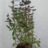 Caryopteris cland. 'Blue Fountain'®