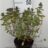 Caryopteris cland. 'Good As Gold'®