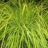 Carex elata 'Aurea' (='bowles golden')