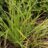 Carex elata (= 'Stricta')