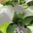 Catalpa erubescens 'Purpurea'