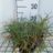 Carex flacca 'Blue Zinger'
