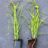 Carex grayi