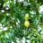Carya illinoinensis