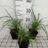Carex lenta 'Osaka'