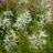 Camassia leichtlinii 'Alba'