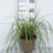 Carex osh. 'Everlime'®