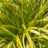 Carex osh. 'Everlime'®