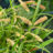 Carex pendula
