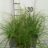 Carex remota