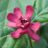 Calycanthus raulstonii 'Hartlage Wine'