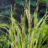 Carex riparia