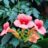 Campsis 'Summer Jazz Indian Summer'®