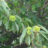 Castanea sat. 'Lyon'