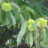 Castanea sat. 'Lyon'