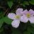 Clematis mont. 'Fragrant Spring'