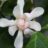 Calycanthus 'Venus'