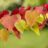 Cercis can. 'Eternal Flame'
