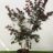 Cercis can. 'Merlot'®
