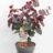 Cercis can. 'Merlot'®