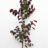 Cercis can. 'Merlot'®