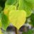 Cercis can. 'The Rising Sun'
