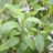 Ceanothus del. 'Henri defosse'