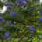 Ceanothus hybr. 'Edinburgh'