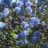 Ceanothus hybr. 'Italian Skies'
