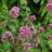 Centranthus ruber 'Coccineus'