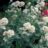 Centranthus ruber 'Albus'