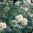 Centranthus ruber 'Albus'