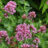 Centranthus ruber 'Coccineus'
