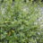 Ceanothus thyrs. 'Millerton Point'