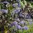 Ceanothus hybr. 'Tuxedo'®